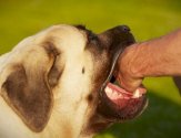 Уксу собаки: чем обрабатывать рану и насколько это опасно