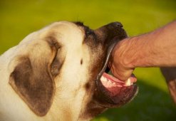 Уксу собаки: чем обрабатывать рану и насколько это опасно
