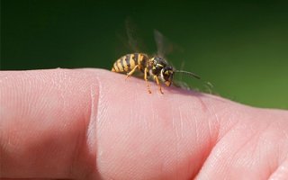 Правила обработки укуса насекомого: средства для заживления раны