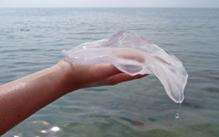 Ожог медузы: первая помощь и дальнейшее лечение