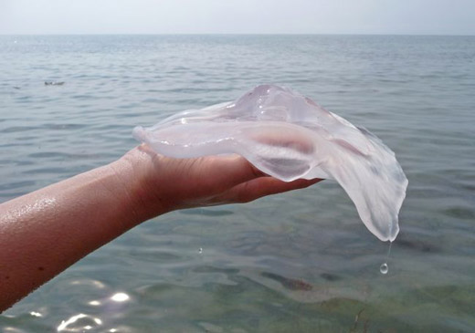 медуза на руке